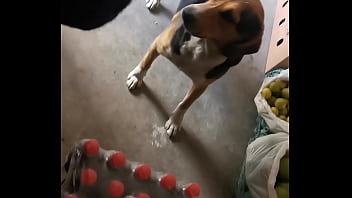 RAPIDIN IN YOUR STORE